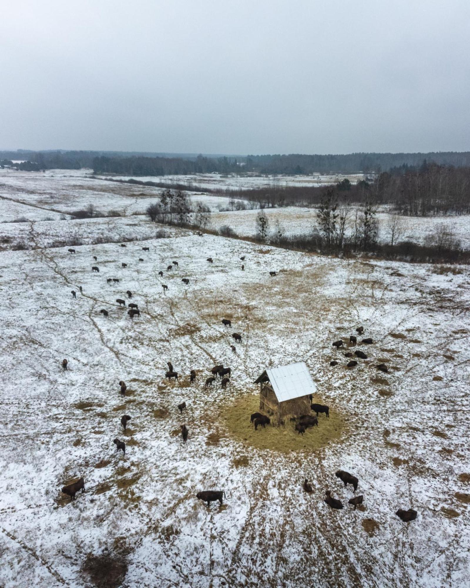 Lesna 21 Dom Poludnie Przy Puszcza Bialowieska Luka Exterior photo